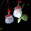 Santa Ornament
